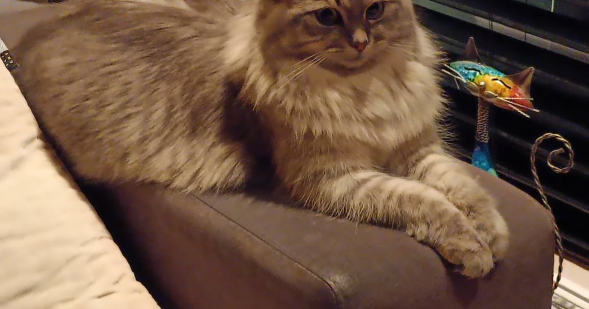 Heb jij Augy of Coco gezien? Deze twee huisdieren worden in Zuidplas vermist