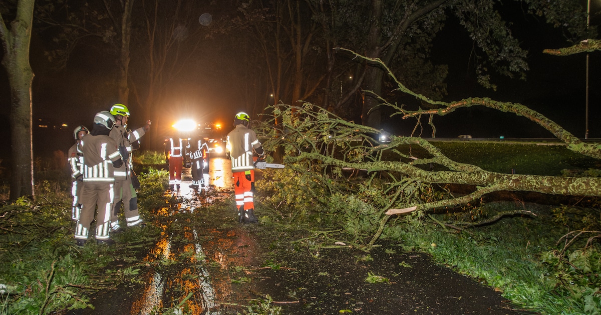 Automobiliste botst op omgevallen boom bij Woerden