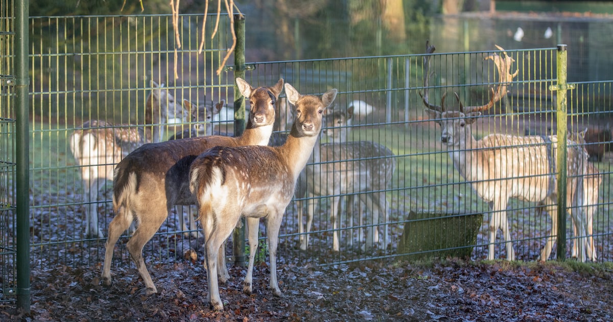 Twee damherten van Ragnar krijgen nieuw thuis: ‘Afschieten was echt geen optie’