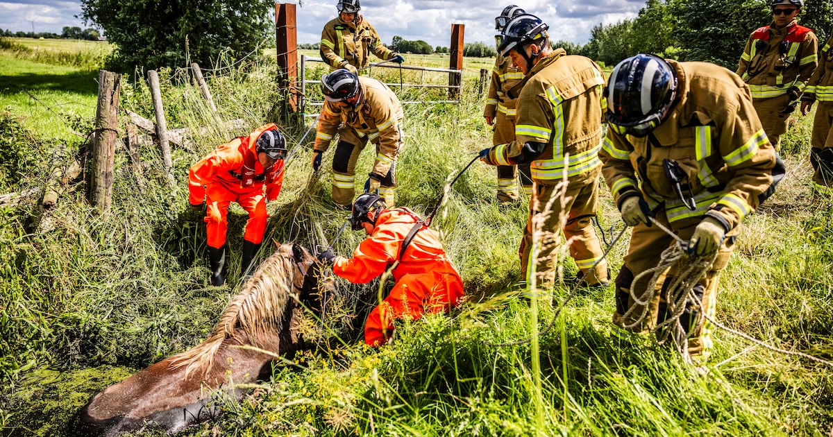 Paard belandt in sloot in Westmaas, brandweer zet reddingsactie op touw
