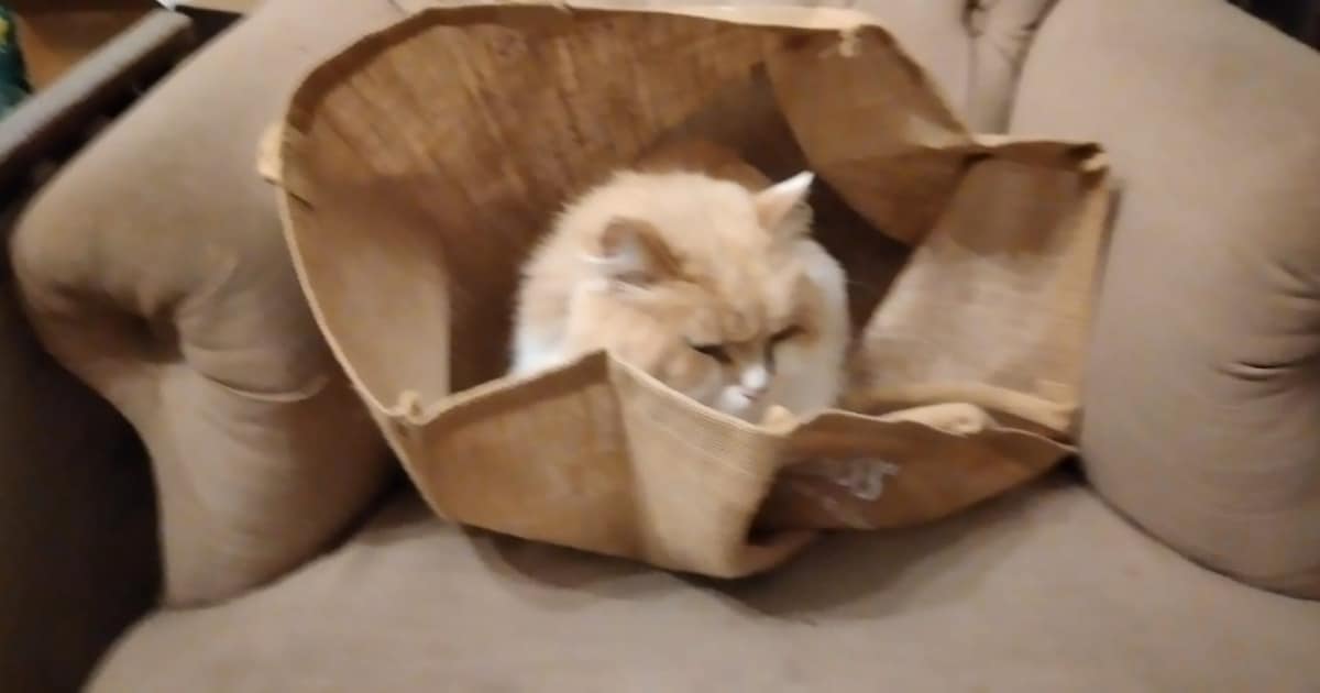 Heb jij Casper of Tiger gezien? Deze twee huisdieren worden in Bloemendaal vermist
