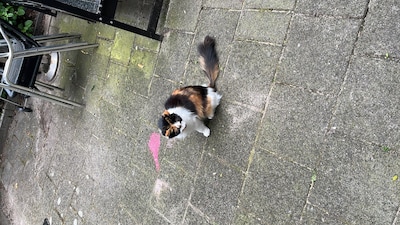 Heb jij Milly gezien? Dit huisdier wordt in Leiden vermist