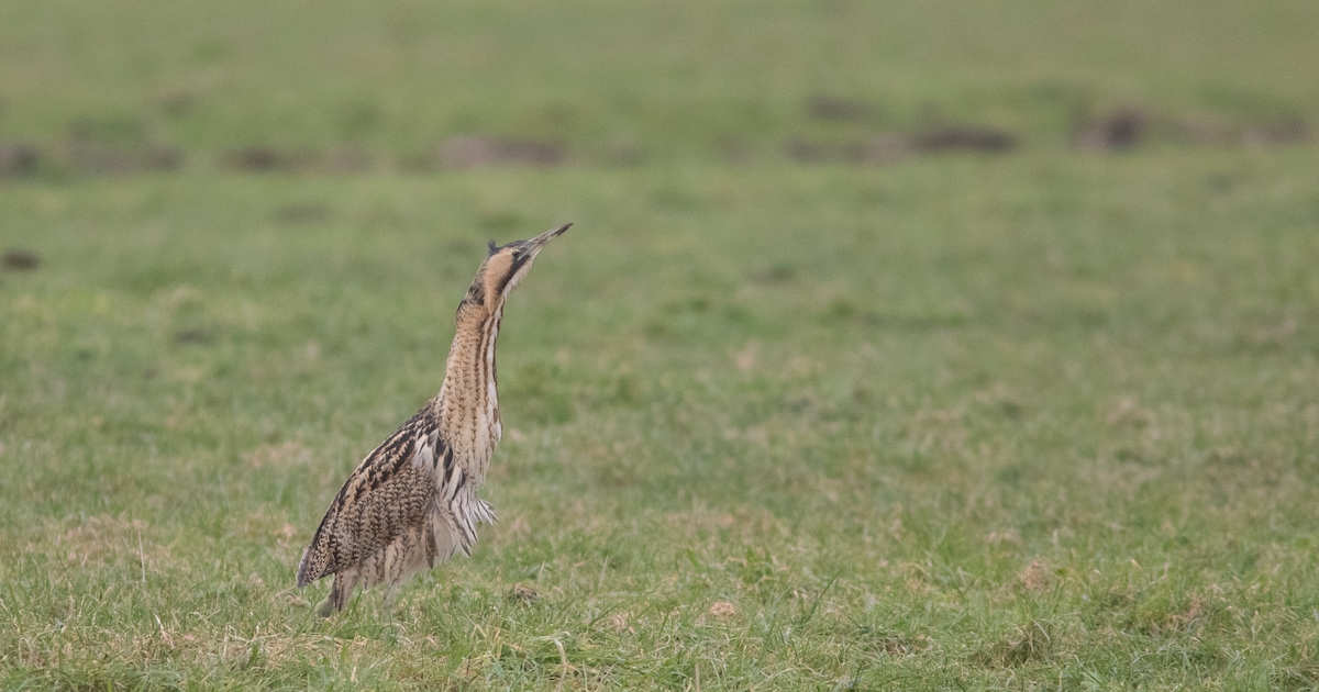 Roerdomp duikt op in nieuwe natuur tussen A12 en Reeuwijkse surfplas