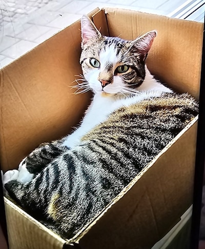 Heb jij Milo, Gogo of Bob gezien? Deze 29 huisdieren worden in Tilburg vermist