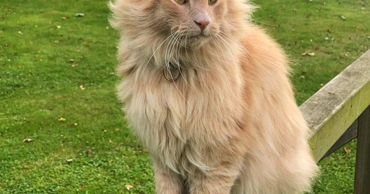 Heb jij Simba, Quinty of Domino gezien? Deze zeven huisdieren worden in Emmen vermist