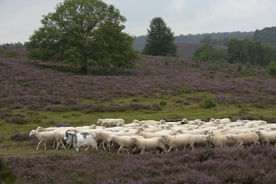 Natuurmonumenten houdt zwerftocht Heidehoppen over Veluwezoom