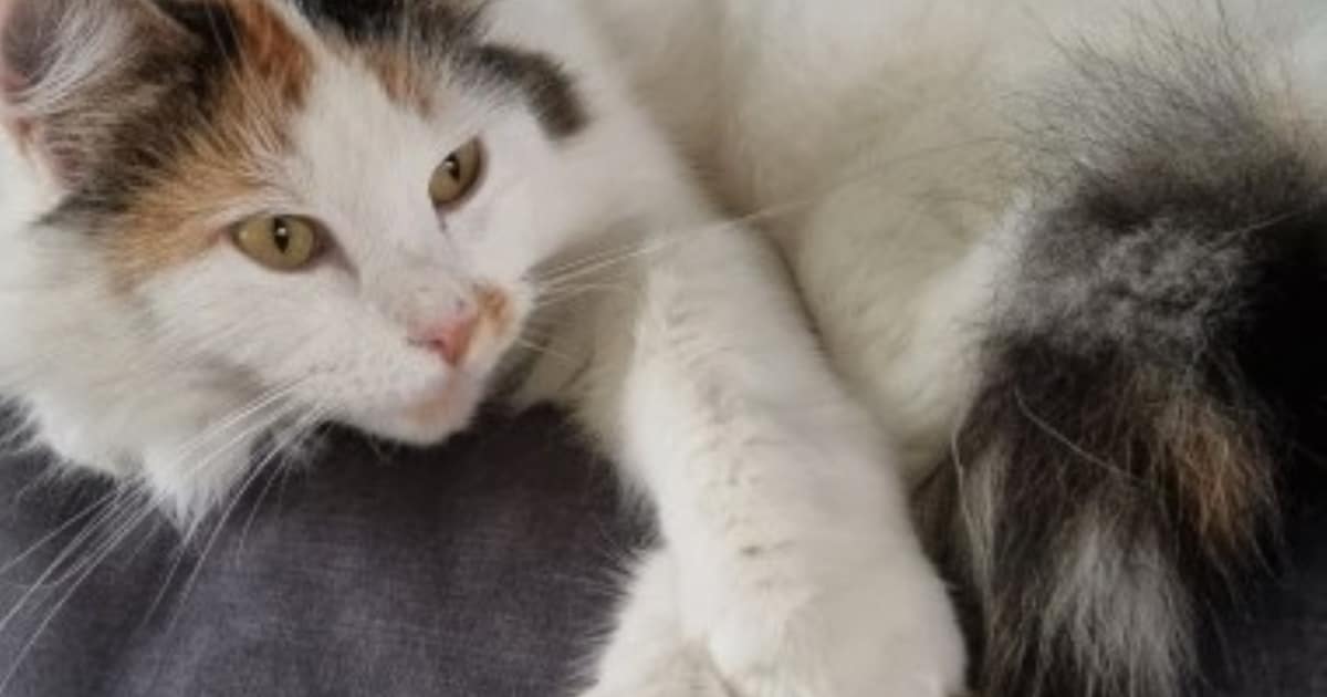 Heb jij Louis, Sputnik of Pluis gezien? Deze vier huisdieren worden in Nissewaard vermist