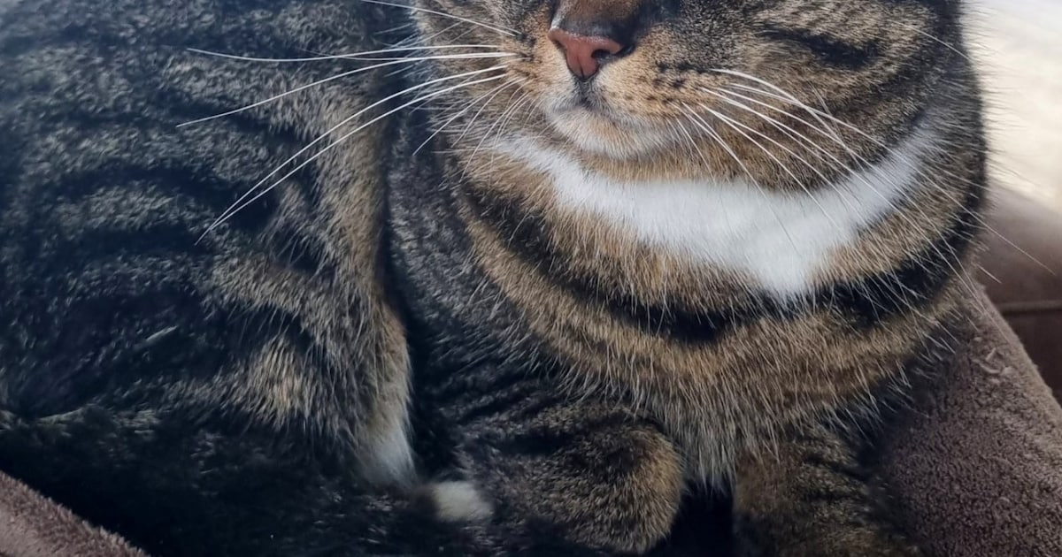 Heb jij Sam, Simba of Totó gezien? Deze drie huisdieren worden in Alkmaar vermist