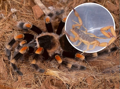 Schorpioen kruipt uit reiskoffer van Wageningse student en later vindt de dierenambulance ook nog ee