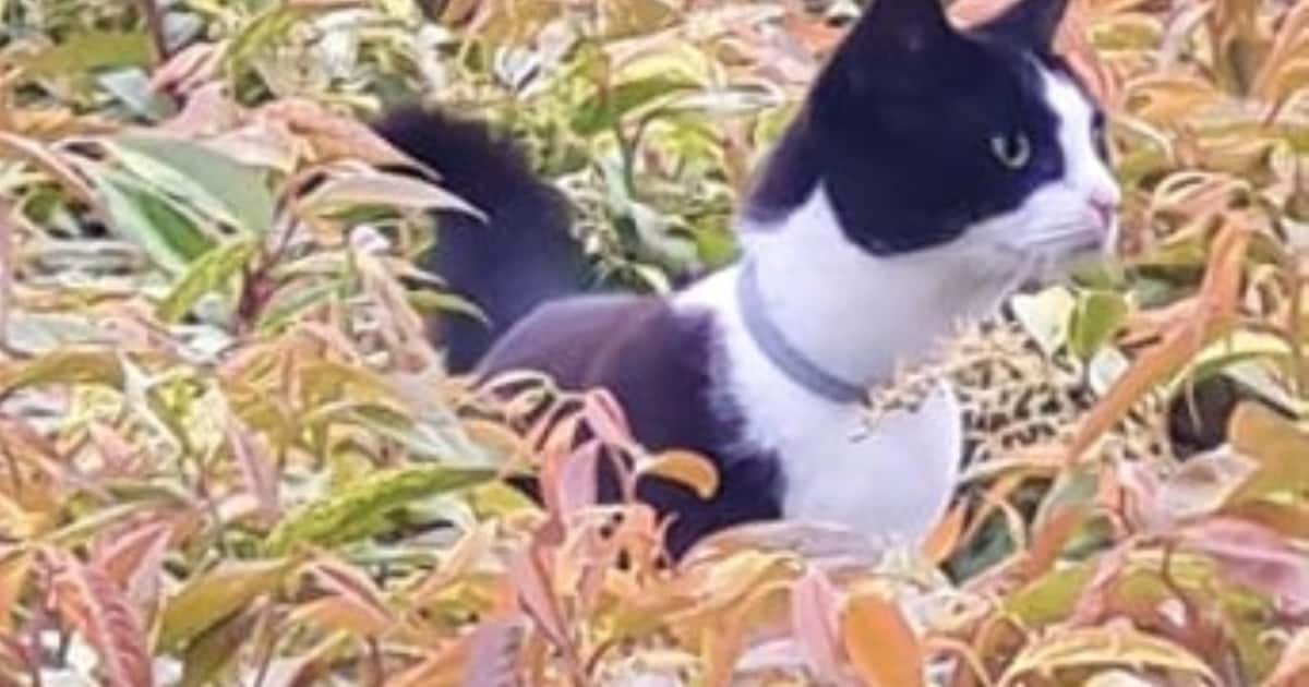 Heb jij Wijntje of Miep gezien? Deze twee huisdieren worden in Ouder-Amstel vermist