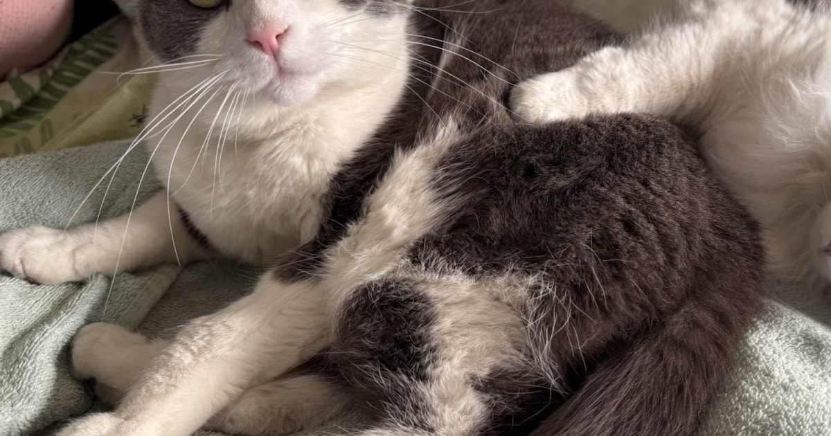 Heb jij Asgard gezien? Dit huisdier wordt in Waddinxveen vermist