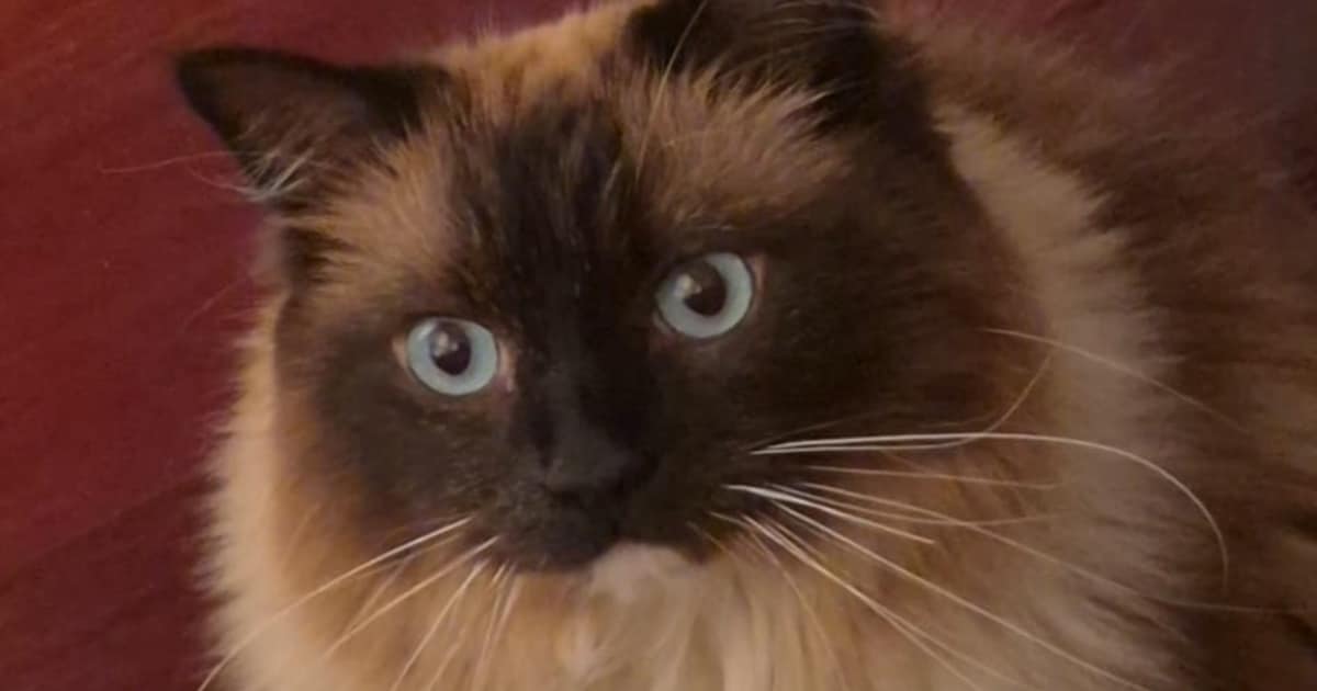 Heb jij Daisy, Charlie of Oscar gezien? Deze 11 huisdieren worden in Emmen vermist