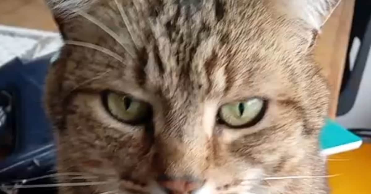 Heb jij George, Leo of Lily gezien? Deze drie huisdieren worden in Doetinchem vermist