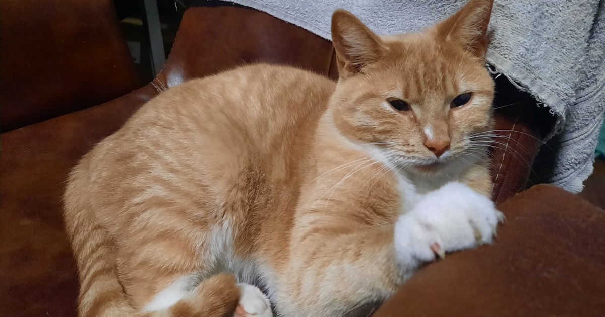 Heb jij Charlie gezien? Dit huisdier wordt in Brunssum vermist