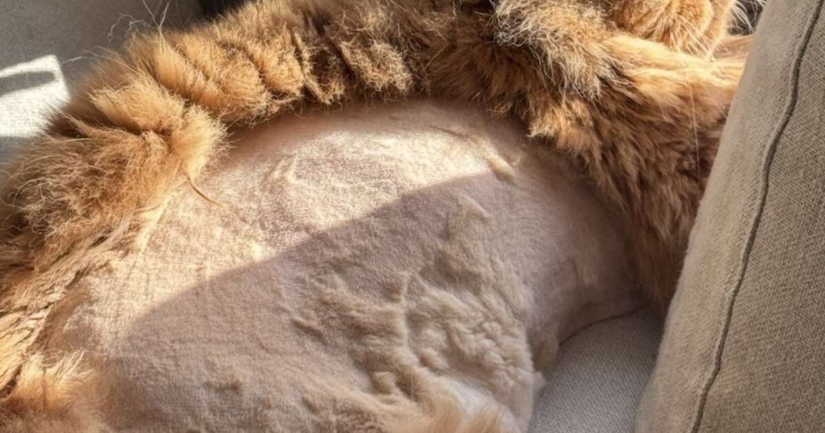 Heb jij Rico of Joris gezien? Deze twee huisdieren worden in Wassenaar vermist