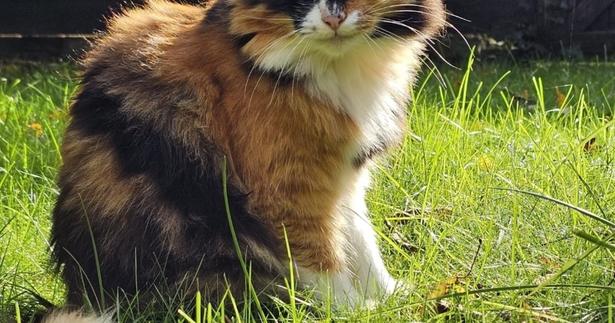 Heb jij Pluis of Pip gezien? Deze twee huisdieren worden in Gennep vermist