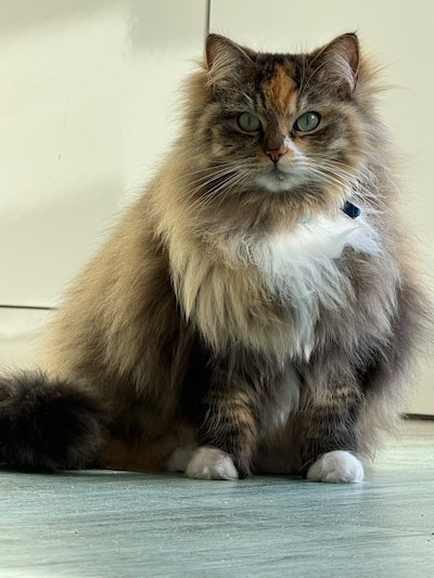 Heb jij Koekoe, Mila of Miso gezien? Deze negen huisdieren worden in Groningen vermist