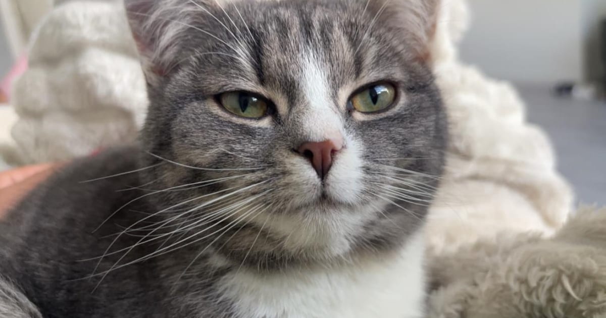 Heb jij Nala gezien? Dit huisdier wordt in Smallingerland vermist