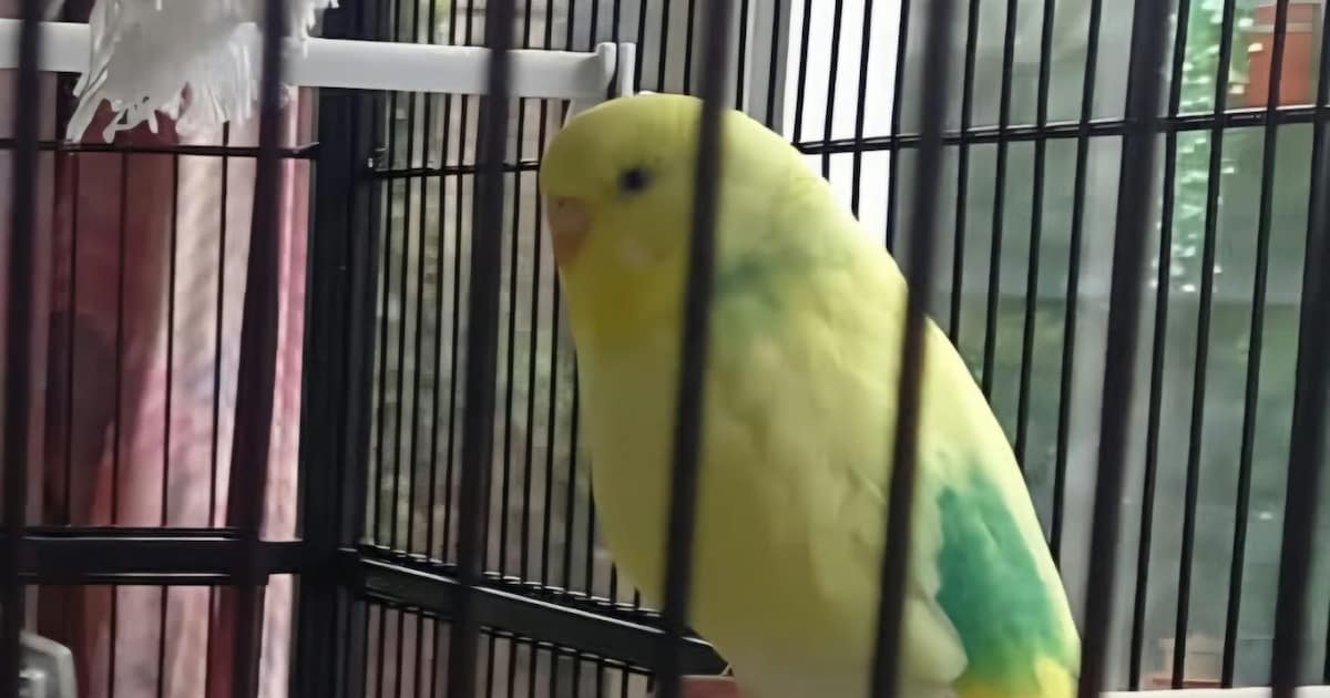 Heb jij Sookie gezien? Dit huisdier wordt in Bunnik vermist