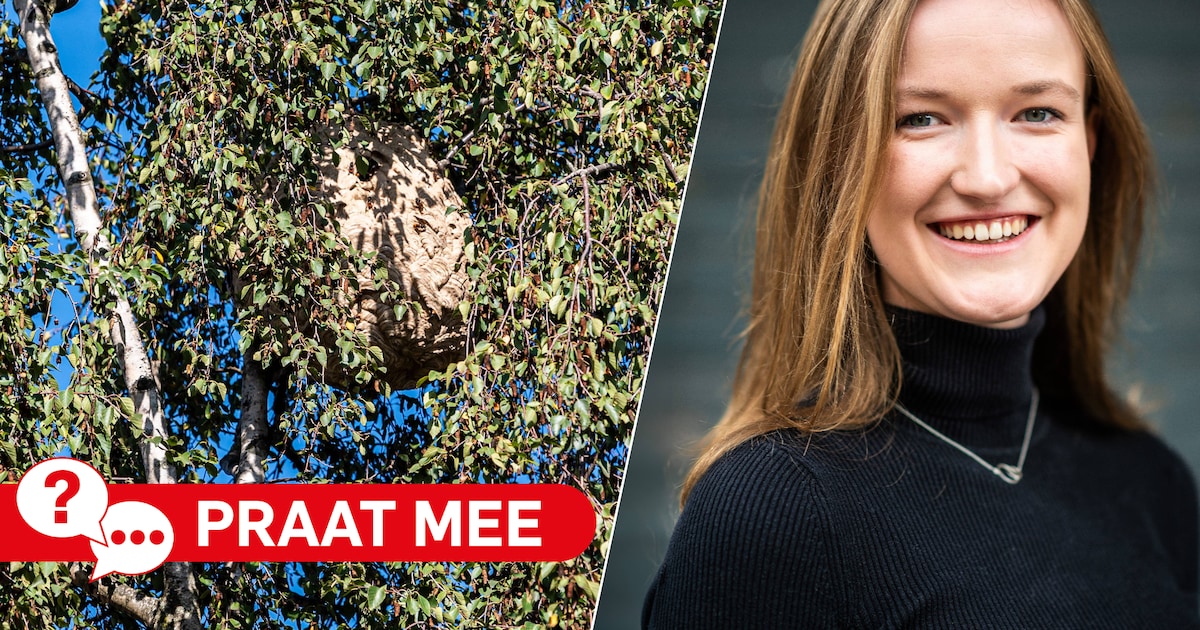 Zie jij de geelpoothoornaar ook veel voorbij vliegen in de gemeente Nieuwkoop?