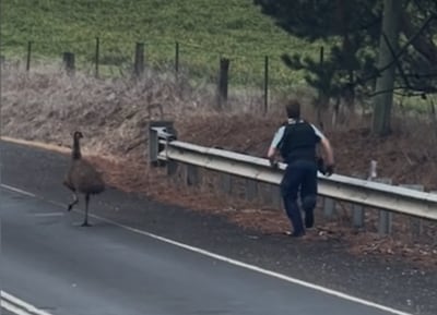 Agent zet achtervolging in op losgeslagen emoe die voor chaos zorgt op Australische snelweg
