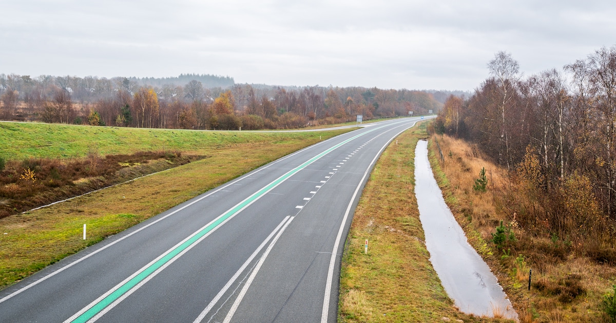 Wolf overleden na aanrijding op N381 bij Appelscha