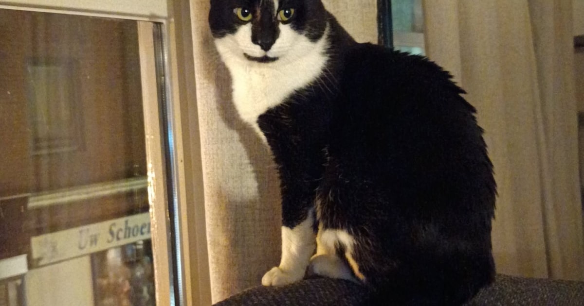 Heb jij Bliksem, Frits of Max gezien? Deze vier huisdieren worden in Oldambt vermist