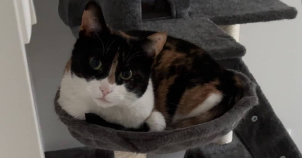 Heb jij Sep, Bino of Poetie gezien? Deze vier huisdieren worden in Moerdijk vermist
