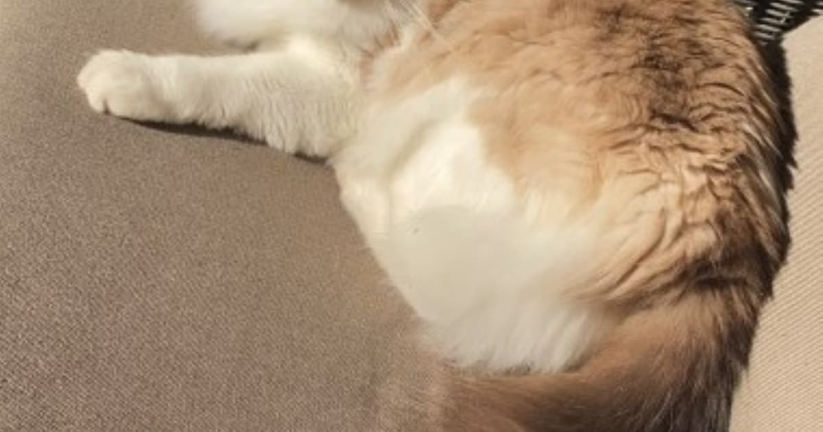 Heb jij Kimi of Jack gezien? Deze twee huisdieren worden in Hendrik-Ido-Ambacht vermist