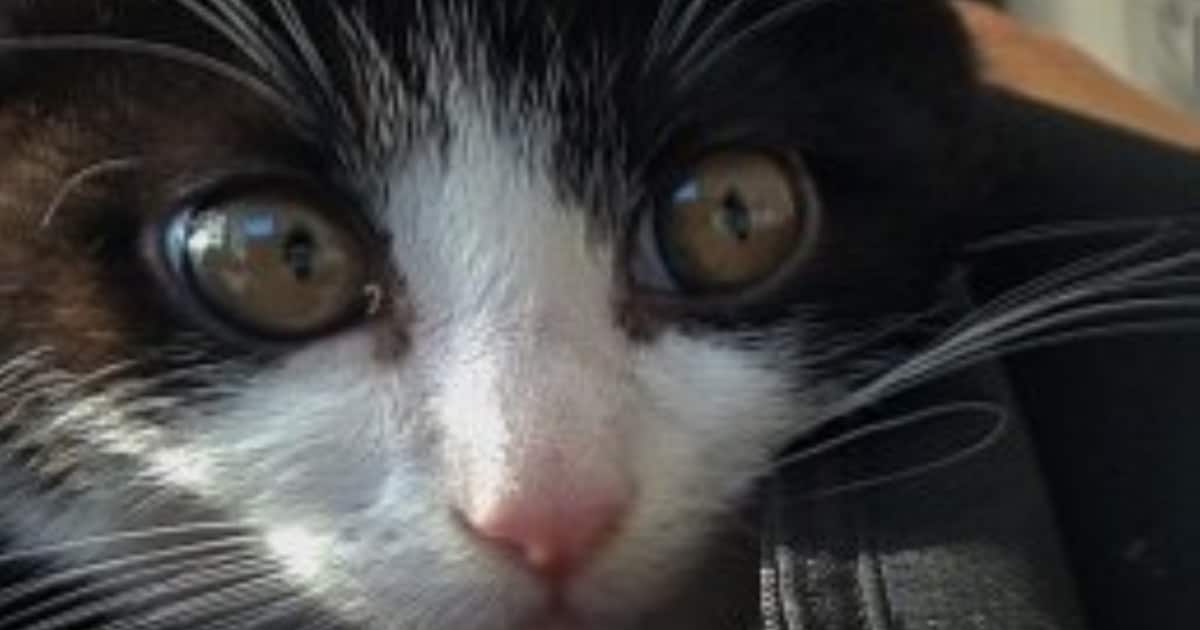 Heb jij Zezo, Loeloe of Newton gezien? Deze vier huisdieren worden in Wassenaar vermist