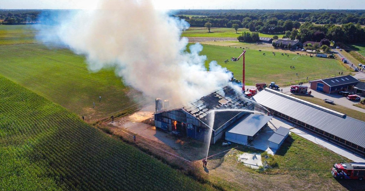 Vijf koeien overleden bij grote stalbrand in Vlagtwedde