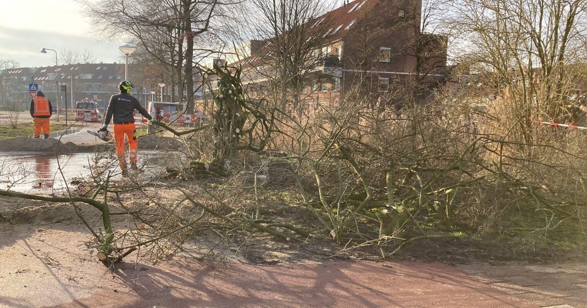 Wortels van struik veroorzaken schade aan waterleiding in Diemen
