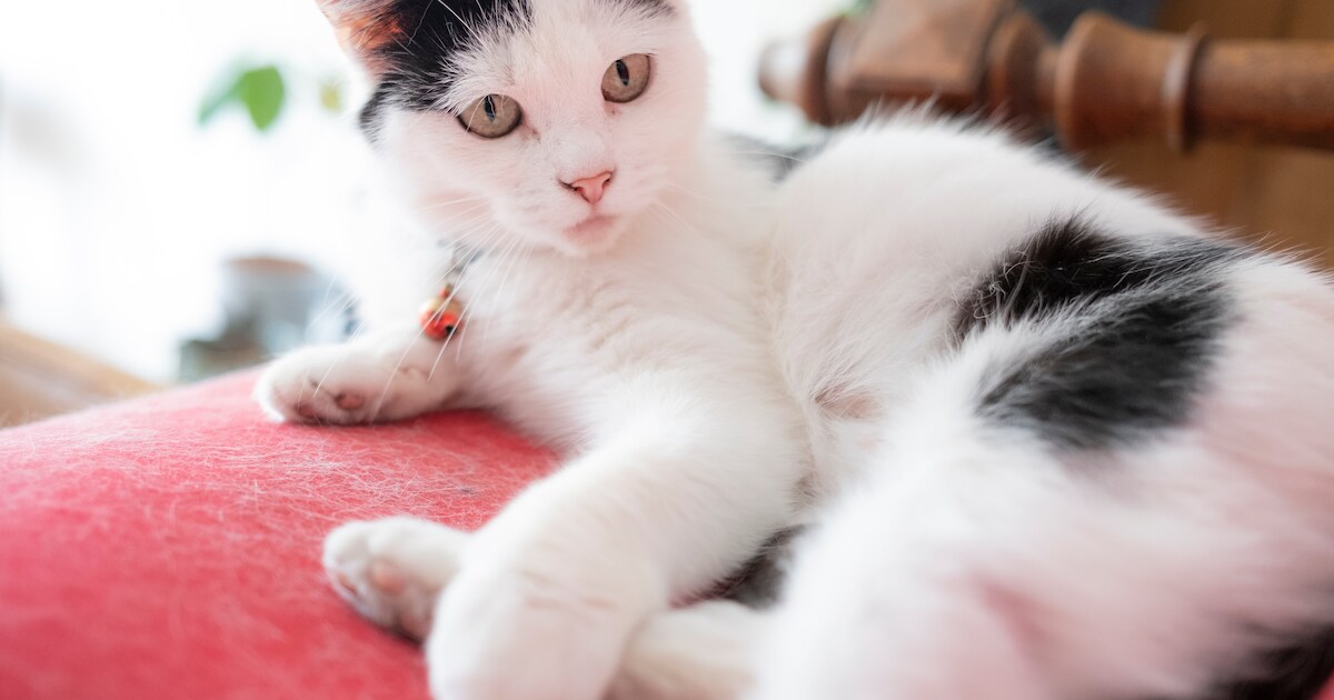 PVV in Tweede Kamer eist opheldering over dode katten in Gouda: ‘Geef ...