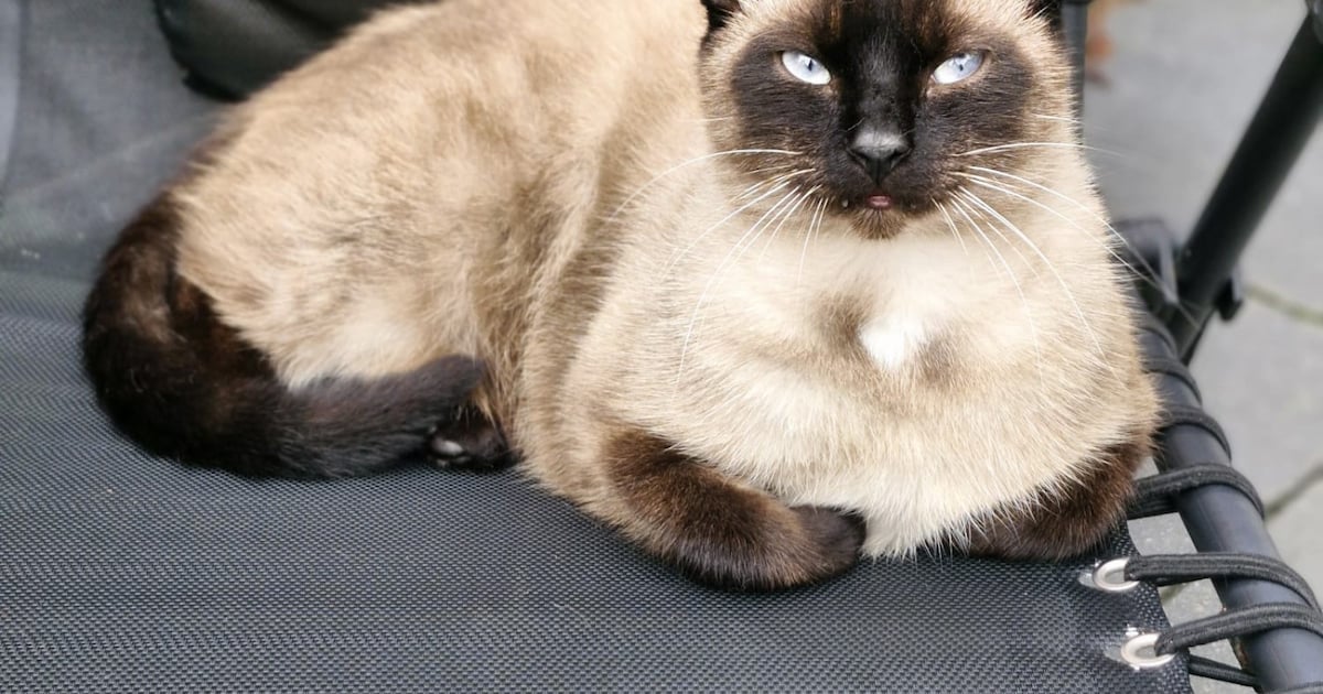 Heb jij Neus, Elza of Storm gezien? Deze vijf huisdieren worden in Oldambt vermist