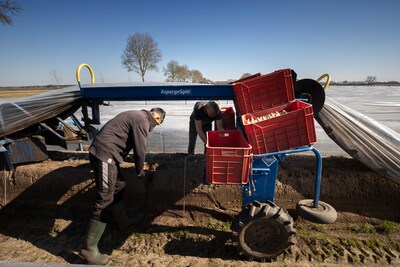 Twee weken later dan normaal, maar daar zijn ze dan: asperges