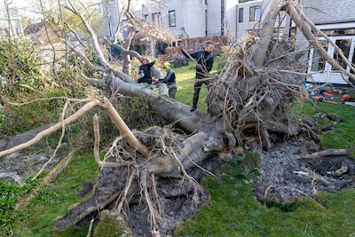 Honderden verzoeken om bomen te kappen, te snoeien of aan te planten