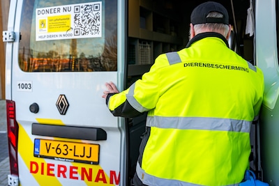 Eigenaren door het dolle: kat die al acht maanden vermist is blijkt zich schuil te houden op camping