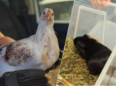 Politie neemt verwaarloosde kippen en cavia’s in beslag in Dordrecht