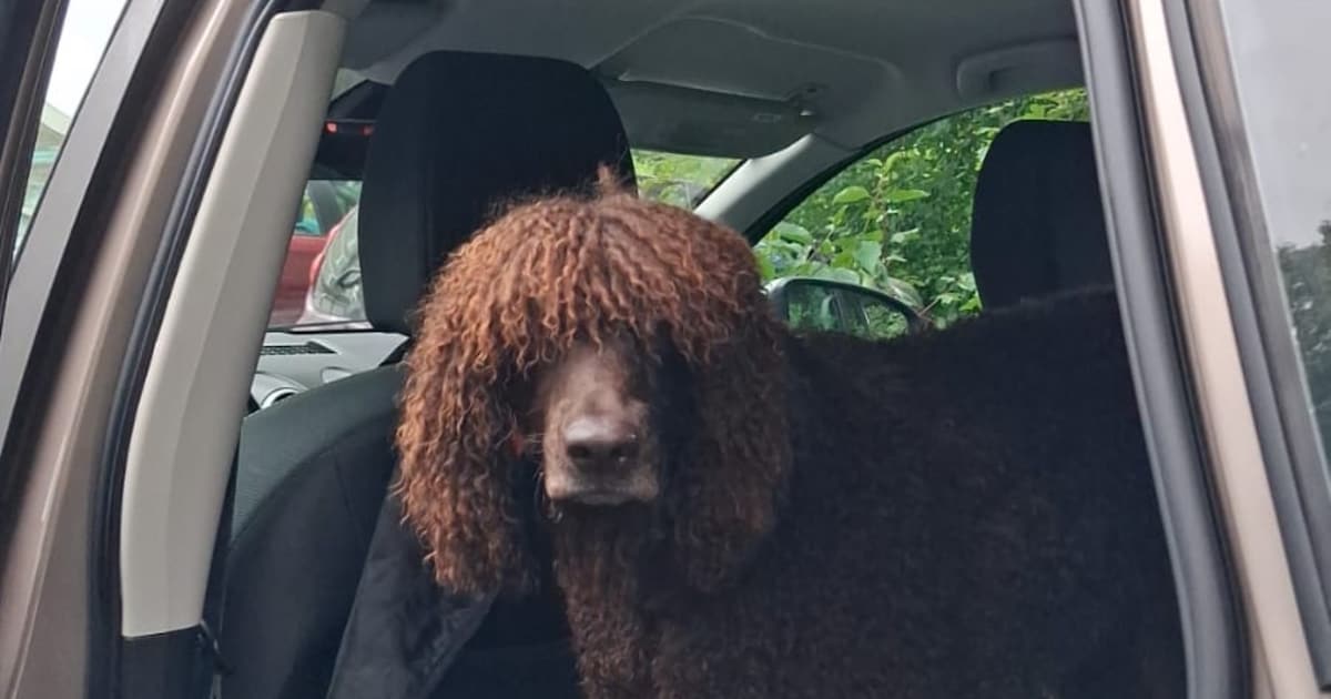 Heb jij Banshee gezien? Dit huisdier wordt in Ouder-Amstel vermist