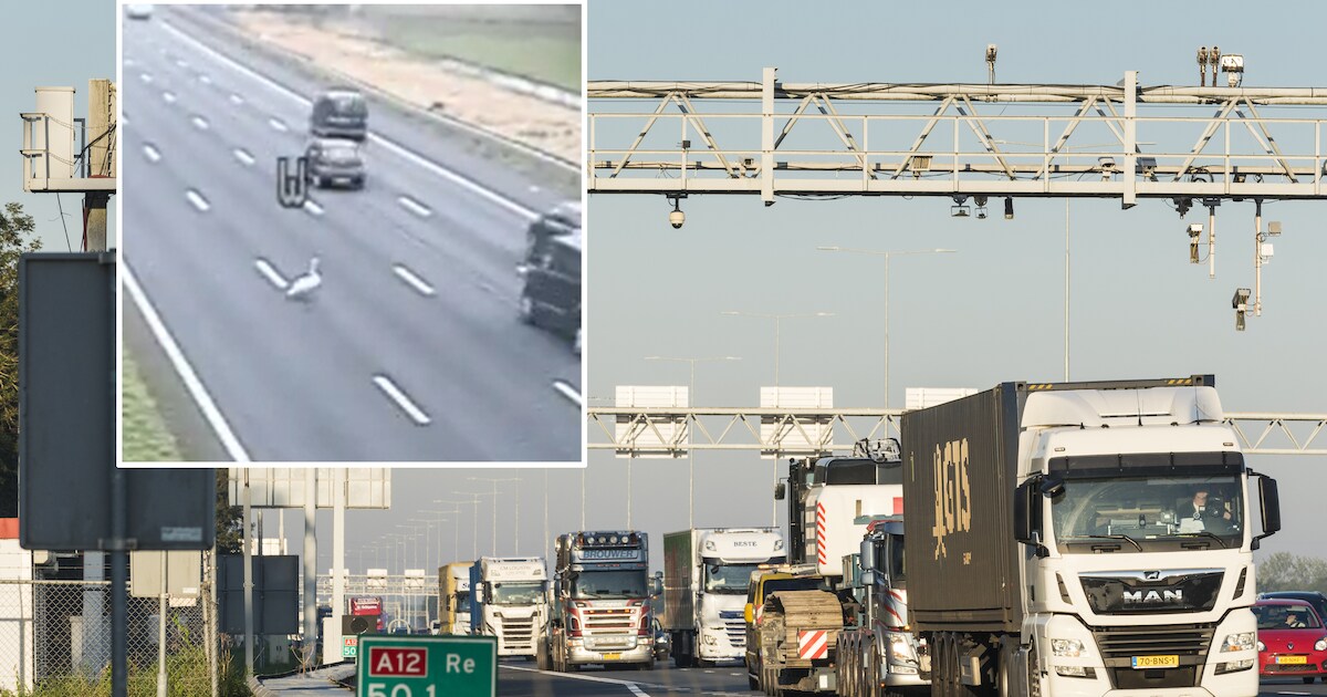 Zwaan steekt in alle rust A12 over, zorgt voor 10 kilometer file en ...