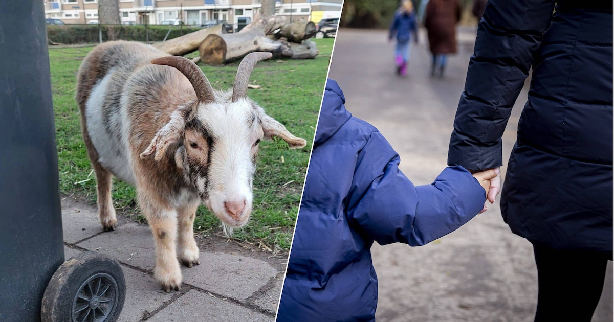 Kinderboerderij ’t Sparretje klaar met rondrennende kinderen zonder begeleiding: ‘Zorgt voor paniek 