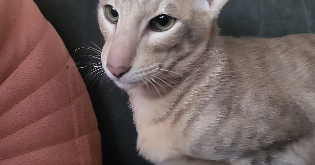 Heb jij Lux gezien? Dit huisdier wordt in Noordenveld vermist