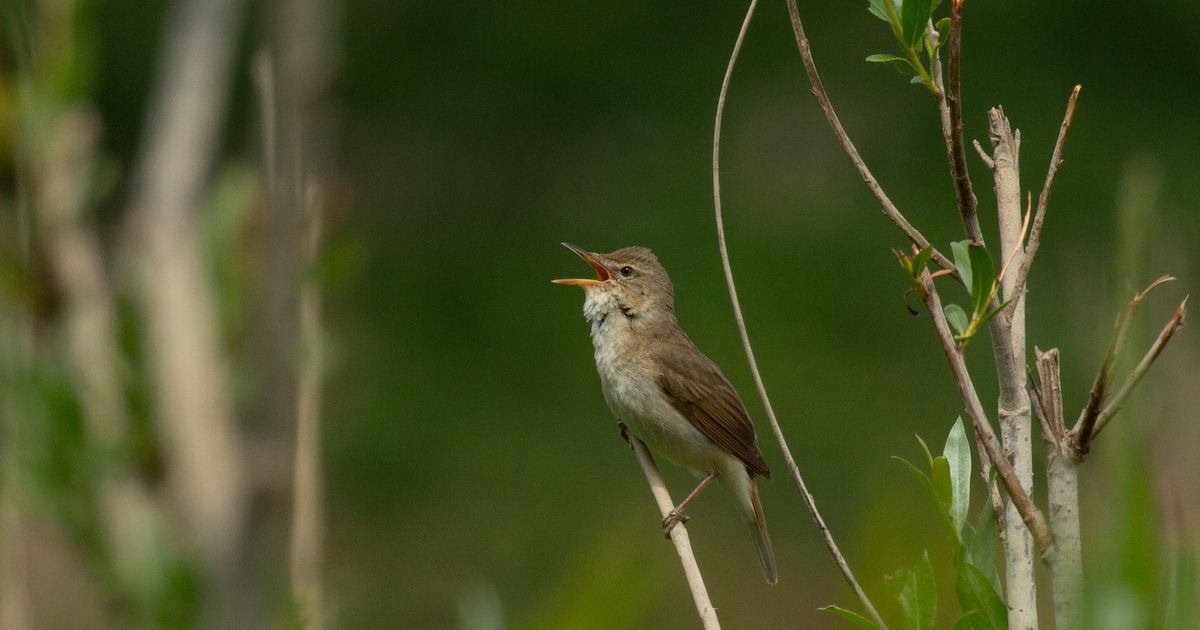 Creatief vogels knutselen in Vogelhospitaal Haarlem