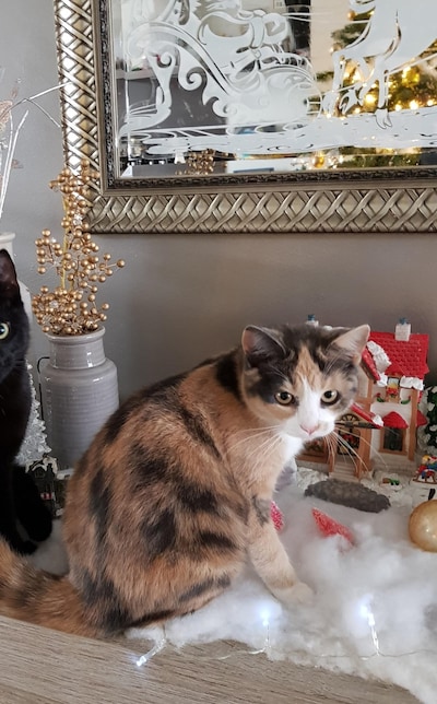 Heb jij Parel of Cees gezien? Deze twee huisdieren worden in Oss vermist