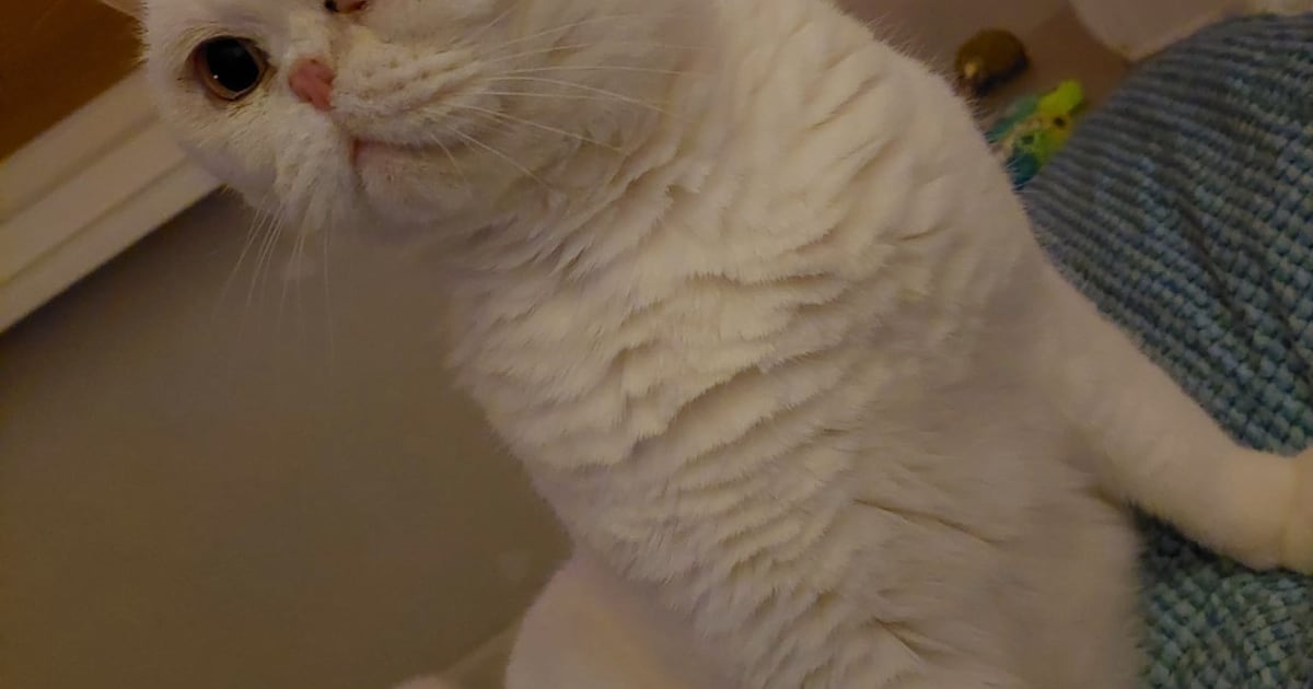 Heb jij Rio, Moos of Pietje gezien? Deze drie huisdieren worden in Purmerend vermist