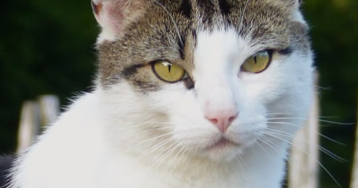 Heb jij Skipper, Gijs of Zazou gezien? Deze drie huisdieren worden in Schagen vermist