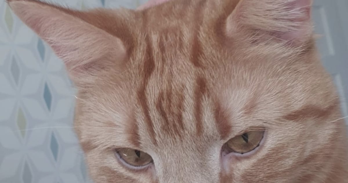 Heb jij Olivier gezien? Dit huisdier wordt in Nijmegen vermist