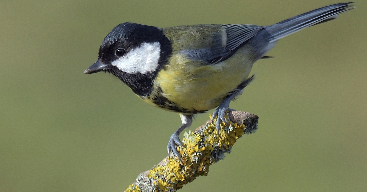 Lezing over nestkastencontrole in Geldrop