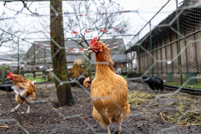 Vandalen breken kippenren open bij kinderboerderij in Rijswijk, volgende ochtend ligt er een dode ki