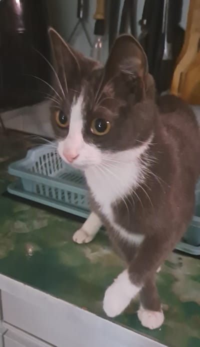 Heb jij Freya gezien? Dit huisdier wordt in Wijchen vermist